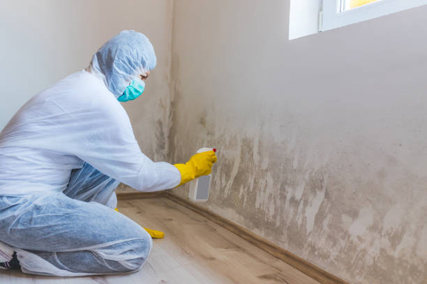 Licensed Mold Remediation service in Westernport, MD - 24 Hour Mold Removal